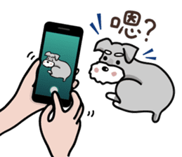 A cute Miniature Schnauzer (Little Fat) sticker #13130381