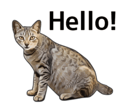 Various brown tabby cats. (ENGLISH) sticker #13131366