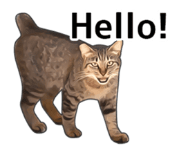 Various brown tabby cats. (ENGLISH) sticker #13131367