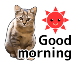 Various brown tabby cats. (ENGLISH) sticker #13131368