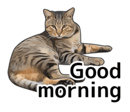 Various brown tabby cats. (ENGLISH) sticker #13131369