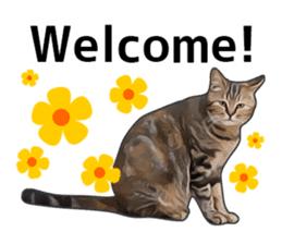 Various brown tabby cats. (ENGLISH) sticker #13131370