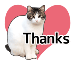 Various brown tabby cats. (ENGLISH) sticker #13131371