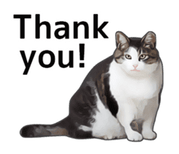 Various brown tabby cats. (ENGLISH) sticker #13131372