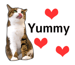Various brown tabby cats. (ENGLISH) sticker #13131374