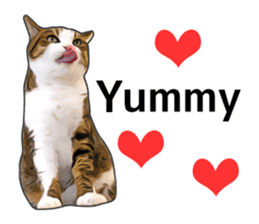 Various brown tabby cats. (ENGLISH) sticker #13131374