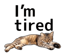 Various brown tabby cats. (ENGLISH) sticker #13131378
