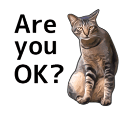 Various brown tabby cats. (ENGLISH) sticker #13131379
