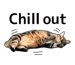 Various brown tabby cats. (ENGLISH) sticker #13131380