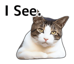 Various brown tabby cats. (ENGLISH) sticker #13131381