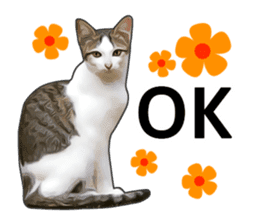 Various brown tabby cats. (ENGLISH) sticker #13131382