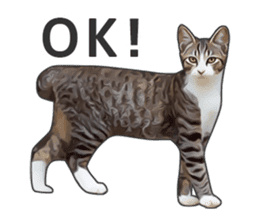 Various brown tabby cats. (ENGLISH) sticker #13131383