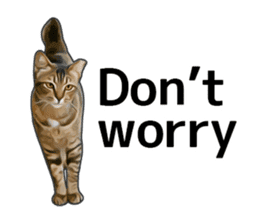 Various brown tabby cats. (ENGLISH) sticker #13131384