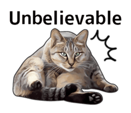 Various brown tabby cats. (ENGLISH) sticker #13131386