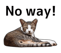 Various brown tabby cats. (ENGLISH) sticker #13131389