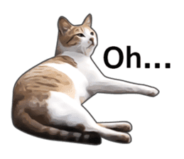 Various brown tabby cats. (ENGLISH) sticker #13131390