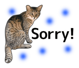 Various brown tabby cats. (ENGLISH) sticker #13131392