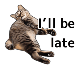 Various brown tabby cats. (ENGLISH) sticker #13131393
