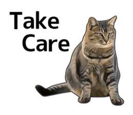 Various brown tabby cats. (ENGLISH) sticker #13131394