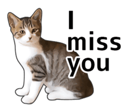 Various brown tabby cats. (ENGLISH) sticker #13131397