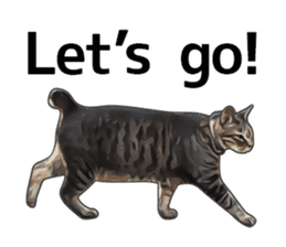 Various brown tabby cats. (ENGLISH) sticker #13131398