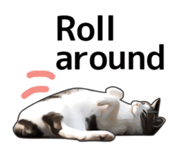 Various brown tabby cats. (ENGLISH) sticker #13131399