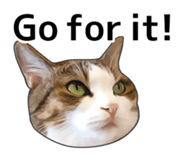 Various brown tabby cats. (ENGLISH) sticker #13131400