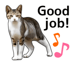 Various brown tabby cats. (ENGLISH) sticker #13131401