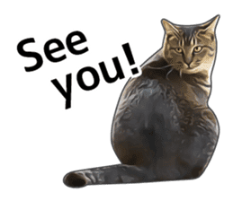 Various brown tabby cats. (ENGLISH) sticker #13131402
