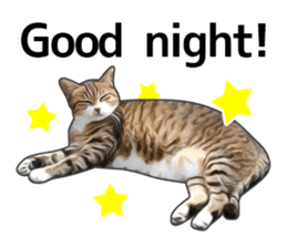 Various brown tabby cats. (ENGLISH) sticker #13131403