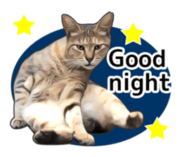 Various brown tabby cats. (ENGLISH) sticker #13131404