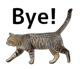 Various brown tabby cats. (ENGLISH) sticker #13131405