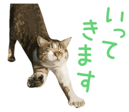 Mitsuaki Iwago Neko Sticker sticker #13131576