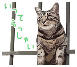 Mitsuaki Iwago Neko Sticker sticker #13131577