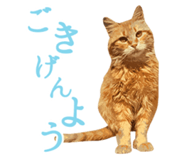 Mitsuaki Iwago Neko Sticker sticker #13131579