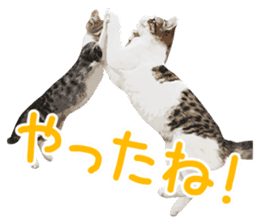 Mitsuaki Iwago Neko Sticker sticker #13131583