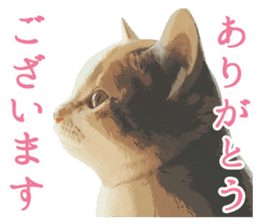 Mitsuaki Iwago Neko Sticker sticker #13131585
