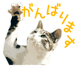 Mitsuaki Iwago Neko Sticker sticker #13131589