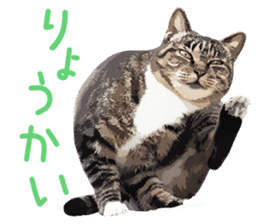 Mitsuaki Iwago Neko Sticker sticker #13131591