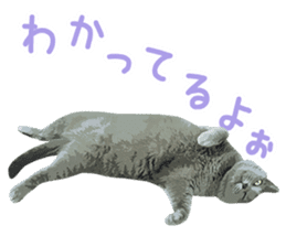 Mitsuaki Iwago Neko Sticker sticker #13131592