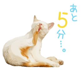 Mitsuaki Iwago Neko Sticker sticker #13131598