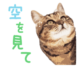 Mitsuaki Iwago Neko Sticker sticker #13131601