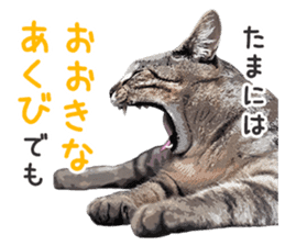 Mitsuaki Iwago Neko Sticker sticker #13131602