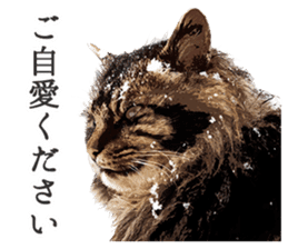 Mitsuaki Iwago Neko Sticker sticker #13131613