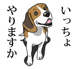 Daily Beagle No.2 sticker #13141421