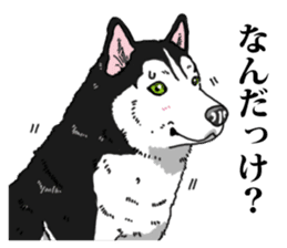 Daily Siberian husky Cheerful guy sticker #13203737
