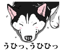 Daily Siberian husky Cheerful guy sticker #13203738