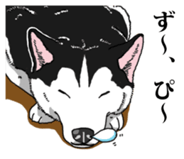 Daily Siberian husky Cheerful guy sticker #13203739