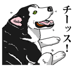 Daily Siberian husky Cheerful guy sticker #13203740