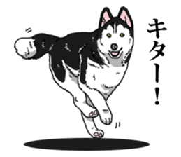 Daily Siberian husky Cheerful guy sticker #13203742